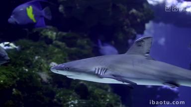 鲨鱼水下危险的动物